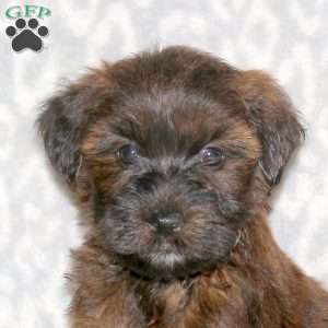 Kayla, Mini Whoodle Puppy