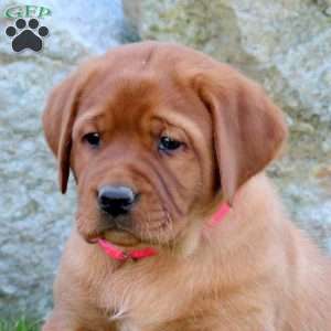 Kayla, Fox Red Labrador Retriever Puppy