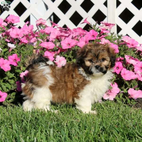 Kayla, Teddy Bear Puppy