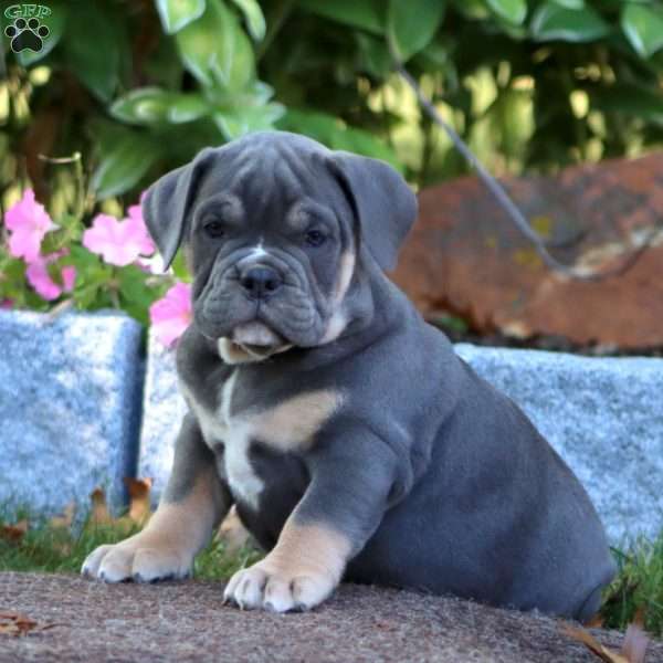 Kayla, Olde English Bulldogge Puppy