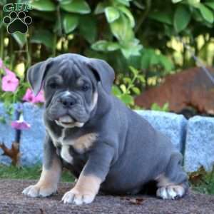 Kayla, Olde English Bulldogge Puppy