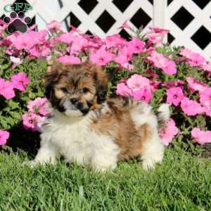 Kayla, Teddy Bear Puppy