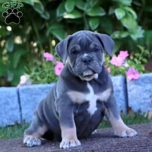 Kayla, Olde English Bulldogge Puppy