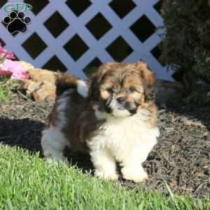 Kayla, Teddy Bear Puppy