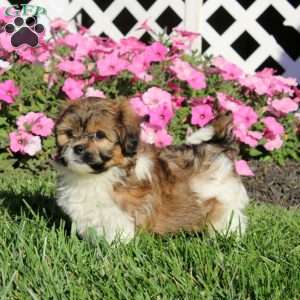 Kayla, Teddy Bear Puppy