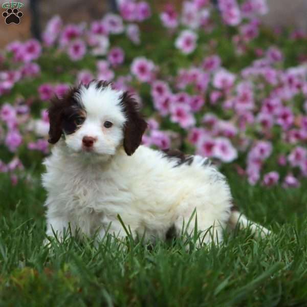 Kayson, Cavapoo Puppy