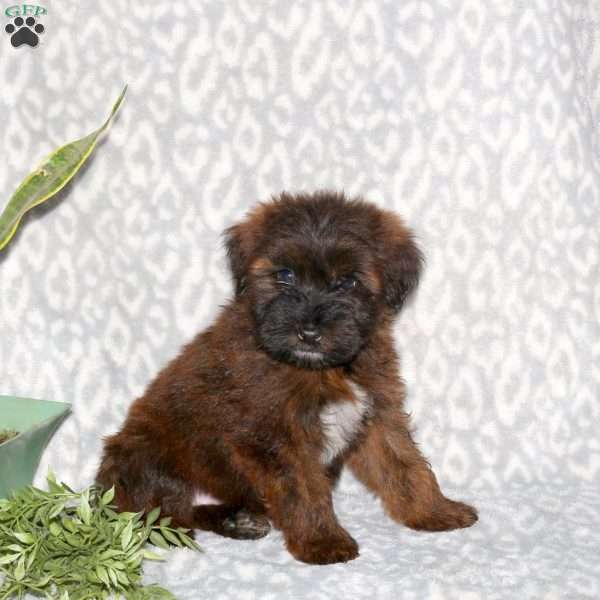 Keith, Mini Whoodle Puppy