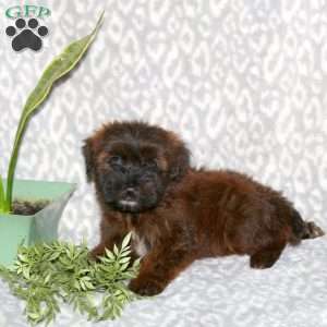 Keith, Mini Whoodle Puppy
