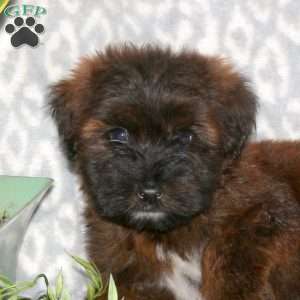 Keith, Mini Whoodle Puppy