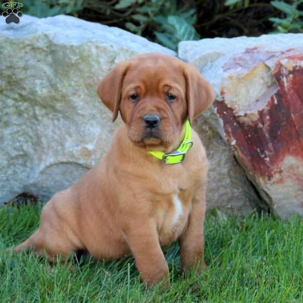 Kelly, Fox Red Labrador Retriever Puppy