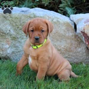 Kelly, Fox Red Labrador Retriever Puppy