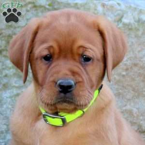 Kelly, Fox Red Labrador Retriever Puppy