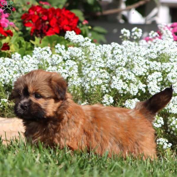 Kelly, Shih Tzu Puppy