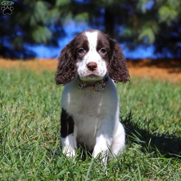 Kelly, English Springer Spaniel Puppy