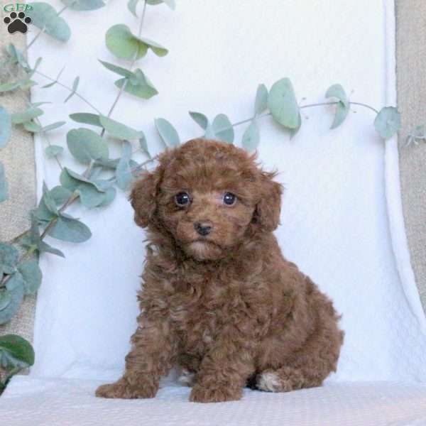 Kendra, Toy Poodle Puppy