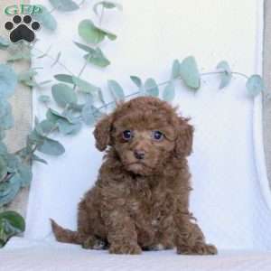 Kendra, Toy Poodle Puppy