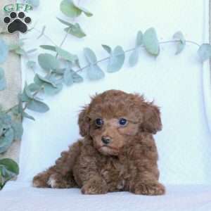 Kendra, Toy Poodle Puppy