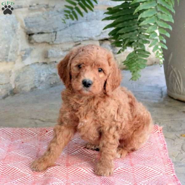 Kennedy, Mini Goldendoodle Puppy