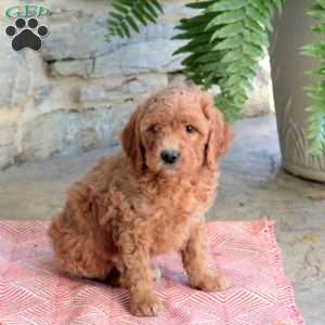 Kennedy, Mini Goldendoodle Puppy