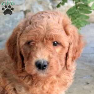 Kennedy, Mini Goldendoodle Puppy