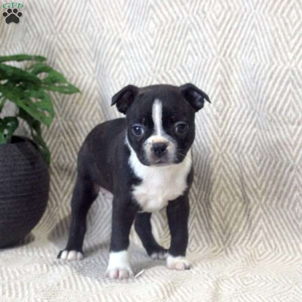 Kensey, Boston Terrier Puppy