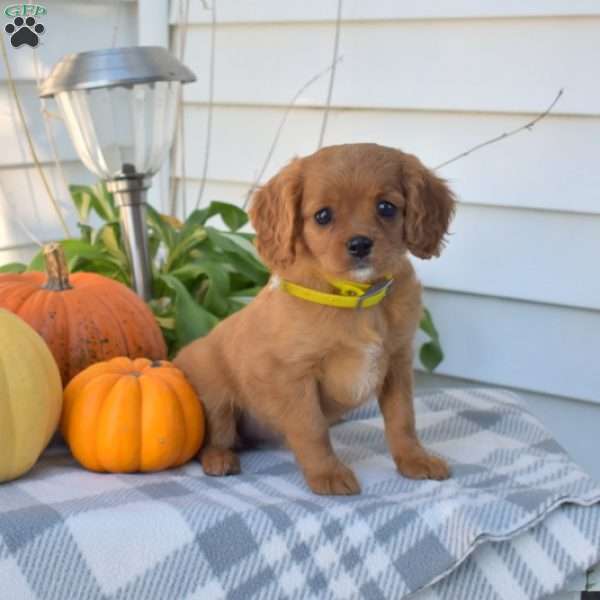 Kenzie, Cavapoo Puppy