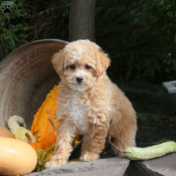 Kenzie, Bich-Poo Puppy