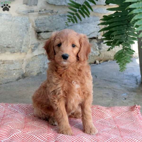 Kenzie, Mini Goldendoodle Puppy