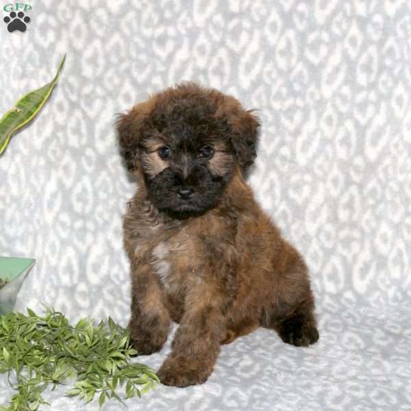 Kenzie, Mini Whoodle Puppy