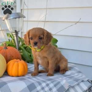 Kenzie, Cavapoo Puppy