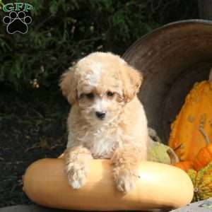 Kenzie, Bich-Poo Puppy
