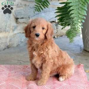 Kenzie, Mini Goldendoodle Puppy