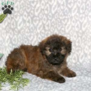 Kenzie, Mini Whoodle Puppy