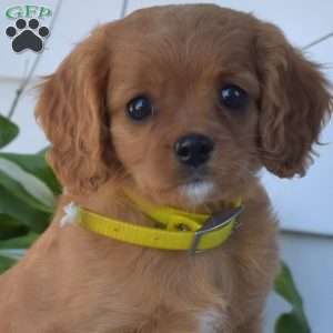 Kenzie, Cavapoo Puppy