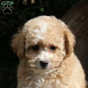 Kenzie, Bich-Poo Puppy