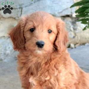 Kenzie, Mini Goldendoodle Puppy