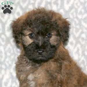 Kenzie, Mini Whoodle Puppy