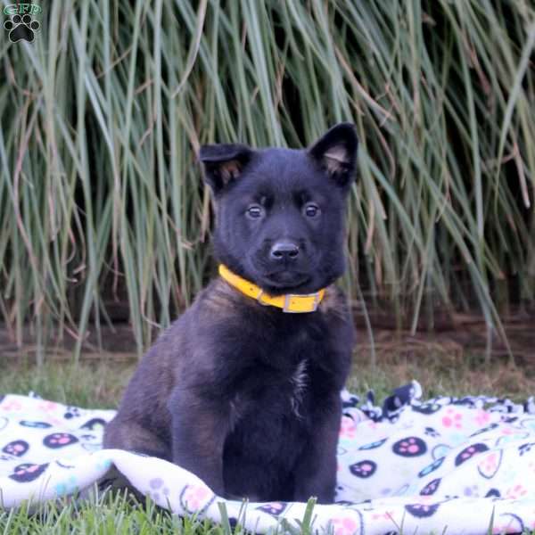 Kevin, Belgian Malinois Puppy