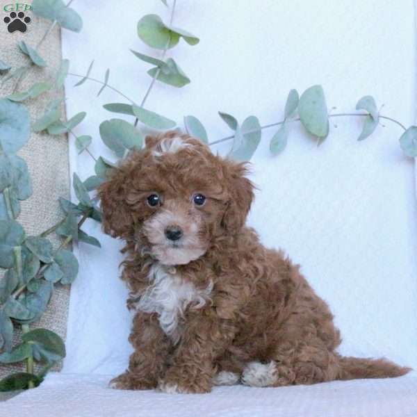 Kevin, Toy Poodle Puppy
