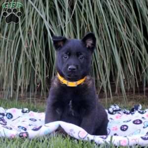 Kevin, Belgian Malinois Puppy