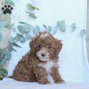 Kevin, Toy Poodle Puppy