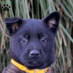 Kevin, Belgian Malinois Puppy