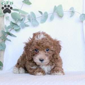 Kevin, Toy Poodle Puppy
