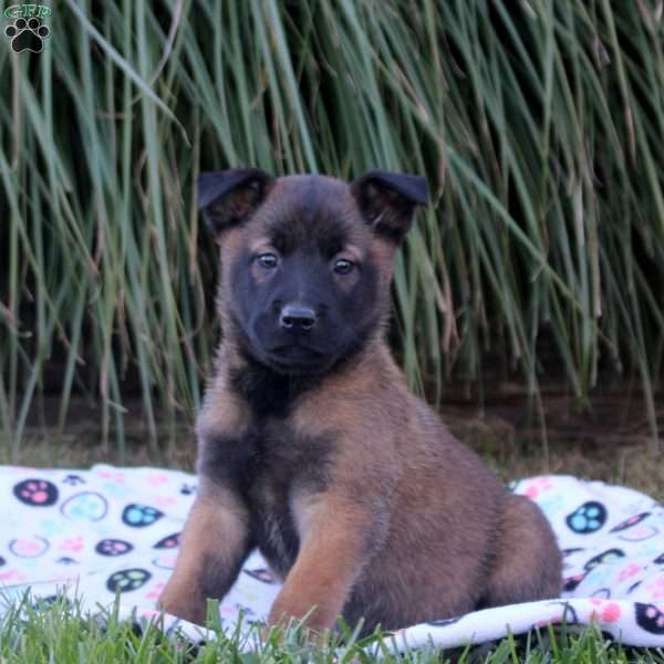 Khloe, Belgian Malinois Puppy