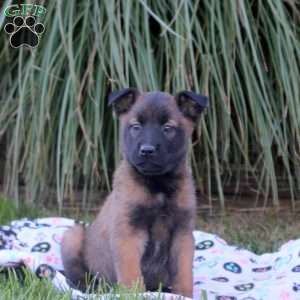 Khloe, Belgian Malinois Puppy