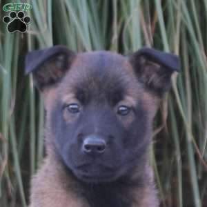 Khloe, Belgian Malinois Puppy