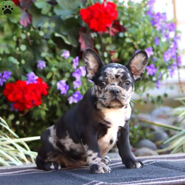 Kia, Frenchton Puppy