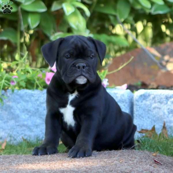 Kia, Olde English Bulldogge Puppy
