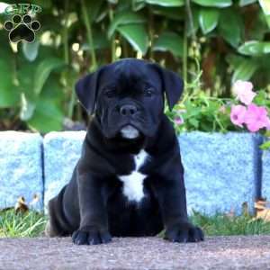 Kia, Olde English Bulldogge Puppy