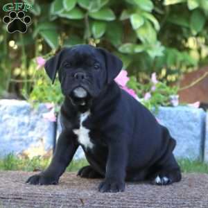 Kia, Olde English Bulldogge Puppy